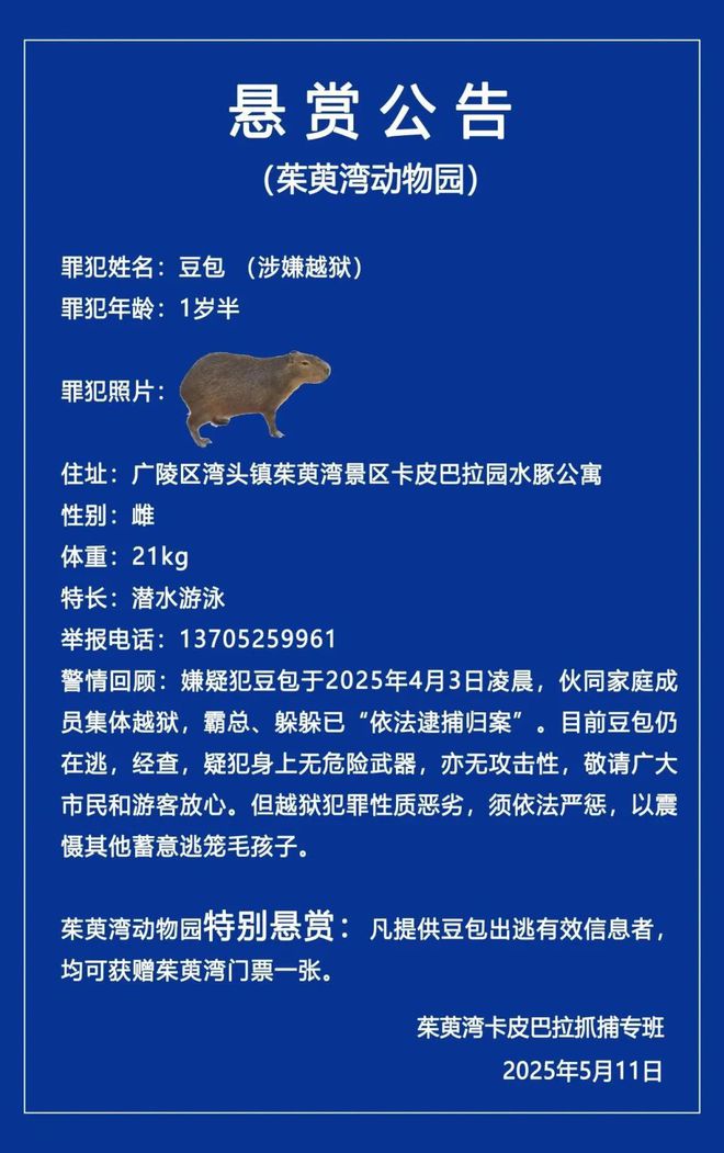 ”卡皮巴拉“豆包”位置已初步锁定开元棋牌app悬赏升级！“越狱(图2)